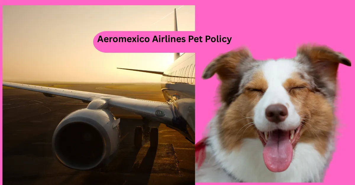 Aeromexico Airlines Pet Policy