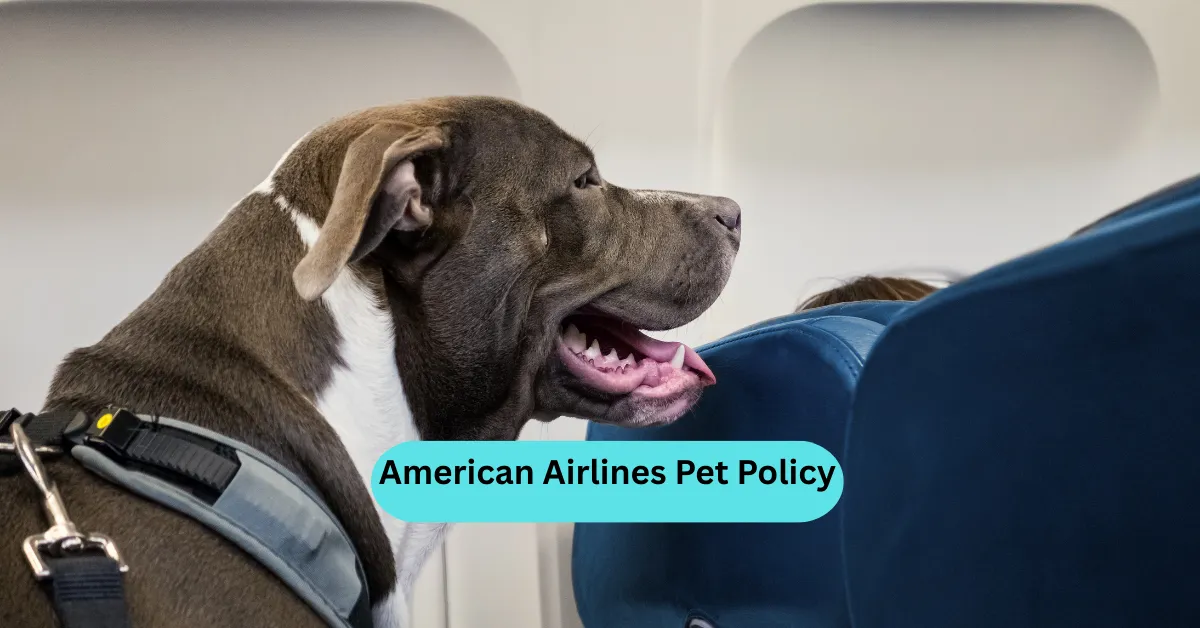 American Airlines Pet Policy