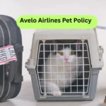 Avelo Airlines Pet Policy