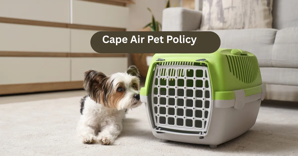 Cape Air Pet Policy