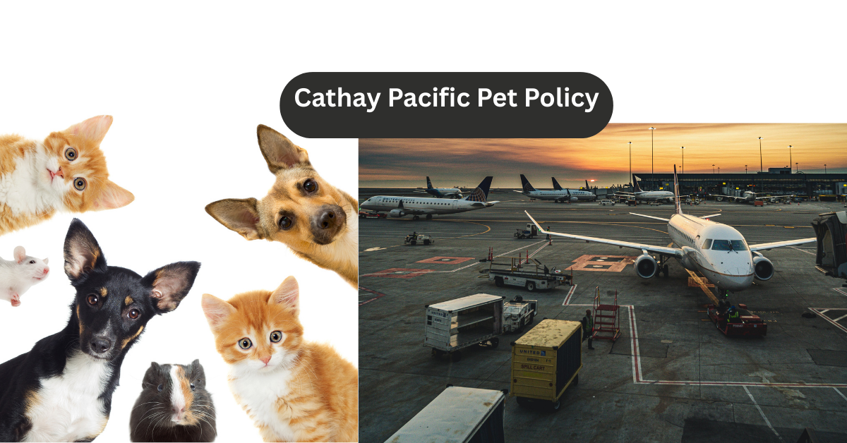 Cathay Pacific Pet Policy