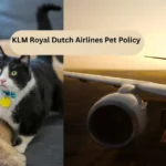 KLM Royal Dutch Airlines Pet Policy