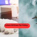 Latam Airlines Pet Policy