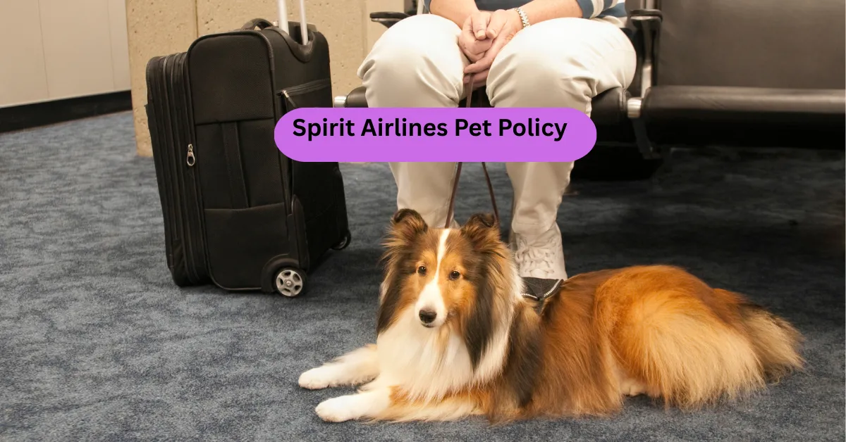 Spirit Airlines Pet Policy