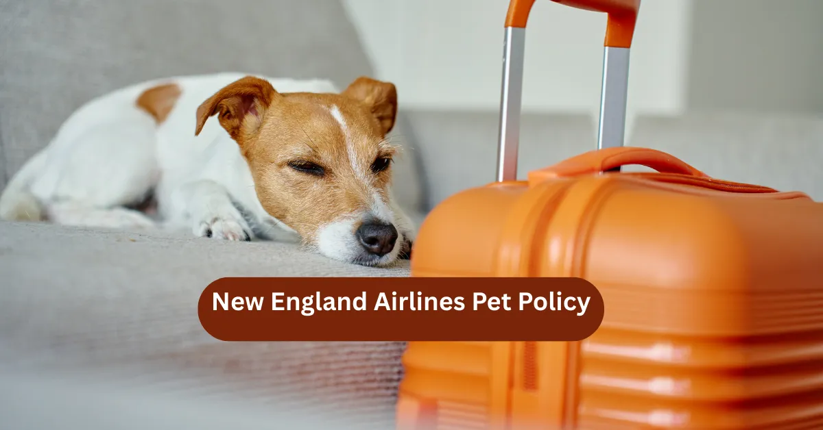 New England Airlines Pet Policy