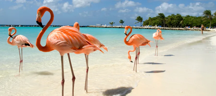 United Airlines Aruba Office